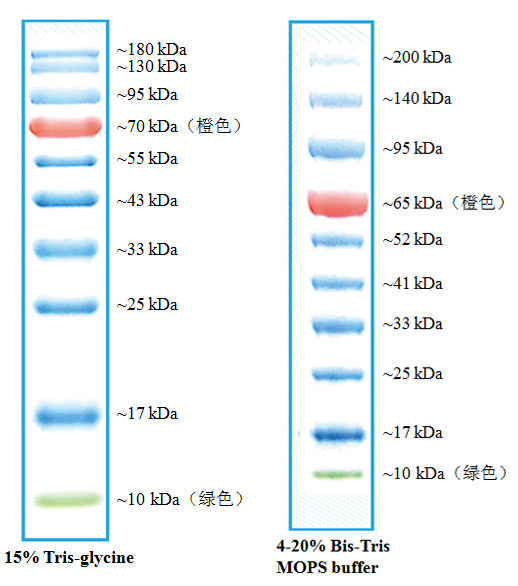 彩色预染蛋白Marker(10-180 kD,三色) 货号: P6110S/P6110M/P6110L 规格: 25 µL/2 × 250 µL/10 × 250 µL