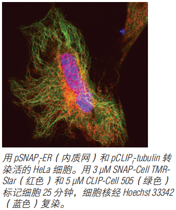 CLIP-Cell TMR-Star            货   号                  #S9219S