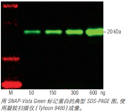 SNAP-Vista®Green(停产,有替代) 货 号 #S9147S