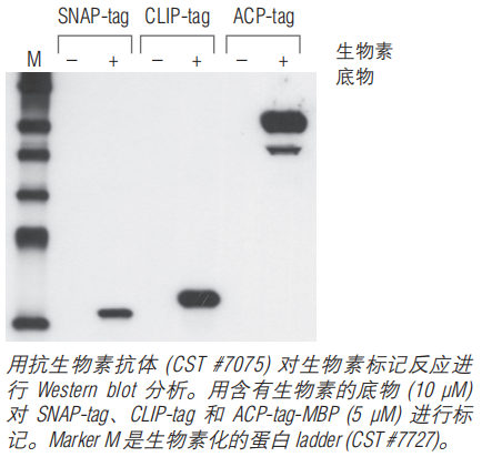 SNAP-Biotin® 货 号 #S9110S