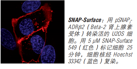 SNAP-Surface 启动试剂盒 货 号 #E9120S