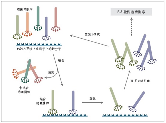 Ph.D.-12 噬菌体展示肽库试剂盒 v2 货 号 #E8210S