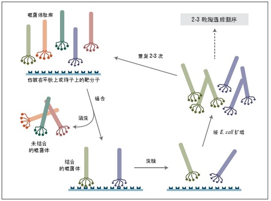 Ph.D.-12 噬菌体展示肽库试剂盒 v2            货   号                  #E8210S