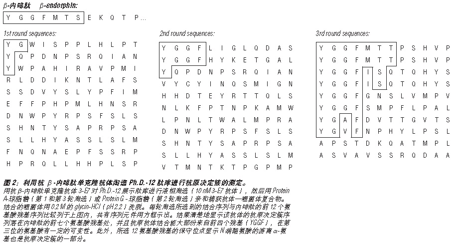 Ph.D.-12 噬菌体展示肽库试剂盒            货   号                  #E8110S