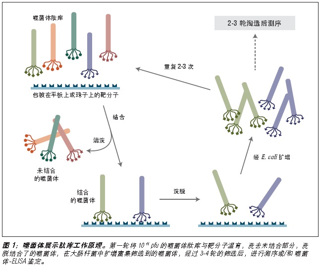 Ph.D.-7 噬菌体展示肽库试剂盒 货 号 #E8100S