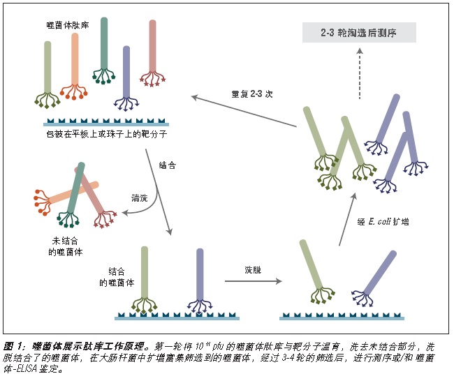 Ph.D.-7 噬菌体展示肽库试剂盒            货   号                  #E8100S