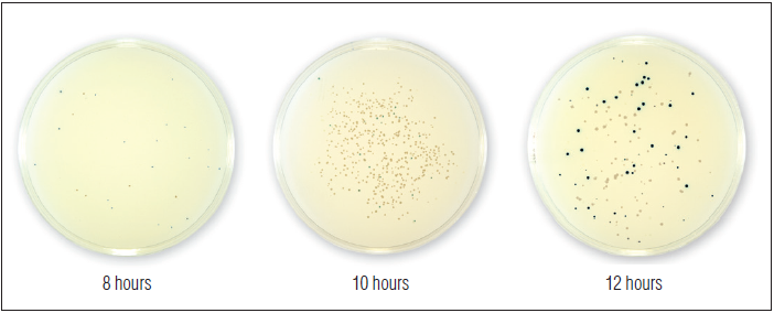 NEB Turbo E. coli 感受态细胞（高效级）            货   号                  #C2984H