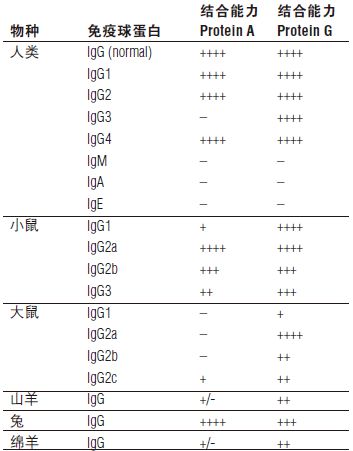 Protein G 磁珠            货   号                  #S1430S