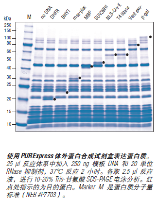 PURExpress® 体外蛋白合成试剂盒 货 号 #E6800L