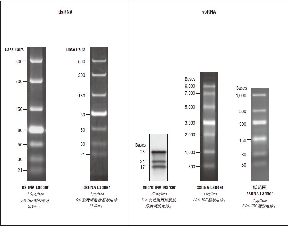 dsRNA Ladder            货   号                  #N0363S