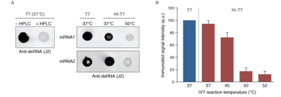 Hi-T7 RNA 聚合酶（高浓度）            货   号                  #M0470T