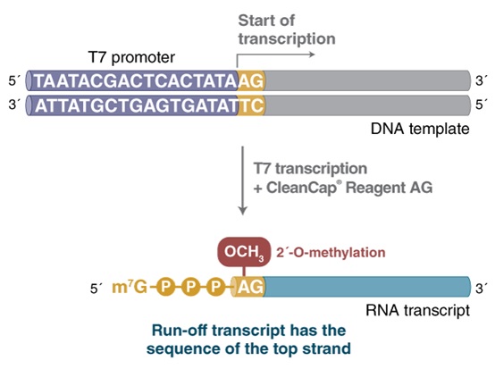 HiScribe™ T7 mRNA 合成试剂盒（含 CleanCap® Reagent AG）            货   号                  #E2080S