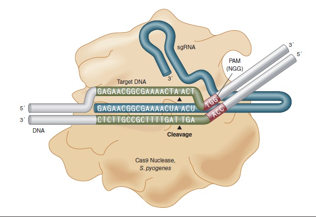 Spy Cas9 核酸酶                货   号                  #M0386M