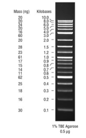 1 kb Plus DNA Ladder，用于安全染料凝胶            货   号                  #N0559S