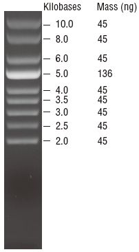 超螺旋 DNA Ladder            货   号                  #N0472S