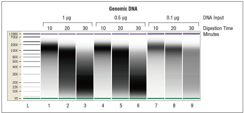 NEBNext DNA 双链片段化酶® 货 号 #M0348L