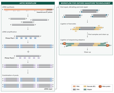 NEBNext®ARTIC SARS-CoV-2 配套试剂盒（Oxford Nanopore Technologies）            货   号                  #E7660L