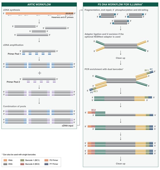 NEBNext®ARTIC SARS-CoV-2 FS 文库制备试剂盒（适用于 Illumina 平台）            货   号                  #E7658L