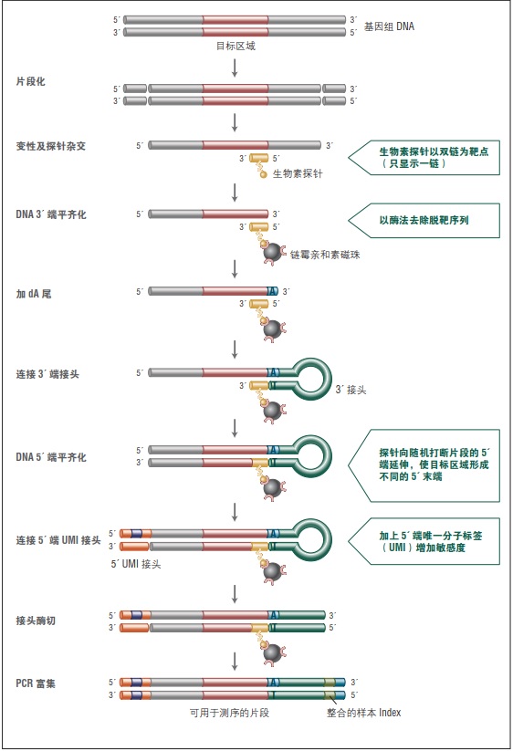 NEBNext Direct Cancer HotSpot Panel            货   号                  #E7000L