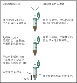 NEBNext 微生物 DNA 富集试剂盒 货 号 #E2612L