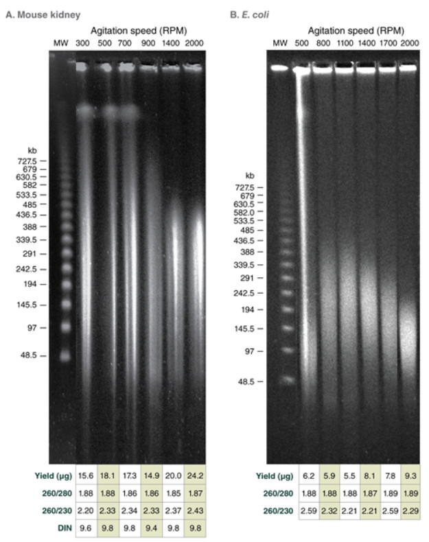 Monarch® 高分子量 DNA 提取试剂盒（组织）            货   号                  #T3060L