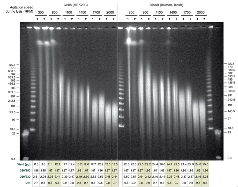 Monarch® 高分子量 DNA 提取试剂盒(细胞和血液) 货 号 #T3050L
