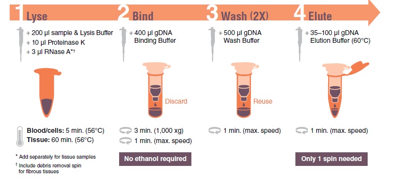 Monarch基因组 DNA 纯化柱 货 号 #T3017L