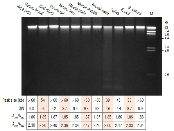 Monarch基因组 DNA 纯化柱 货 号 #T3017L