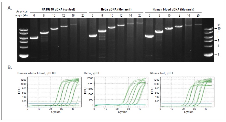 Monarch基因组 DNA 组织裂解缓冲液 货 号 #T3011L