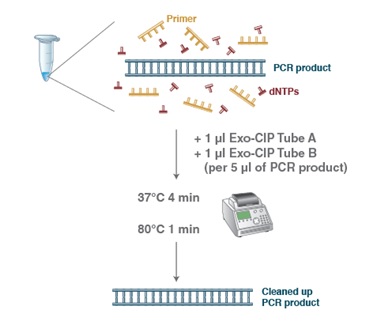 Exo-CIP™ 快速 PCR 纯化试剂盒            货   号                  #E1050L