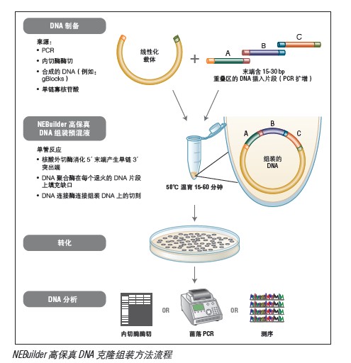 NEBuilder® 高保真 DNA 组装克隆试剂盒             货   号                  #E5520S