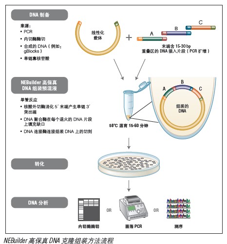 NEBuilder® 高保真 DNA 组装预混液             货   号                  #E2621L