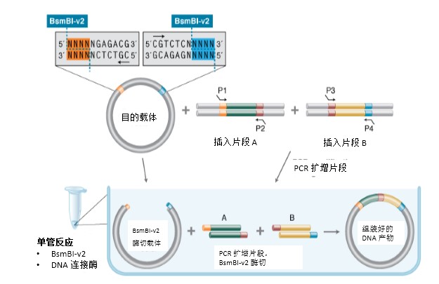 NEB® Golden Gate 组装试剂盒(BsmBI-v2) 货 号 #E1602L