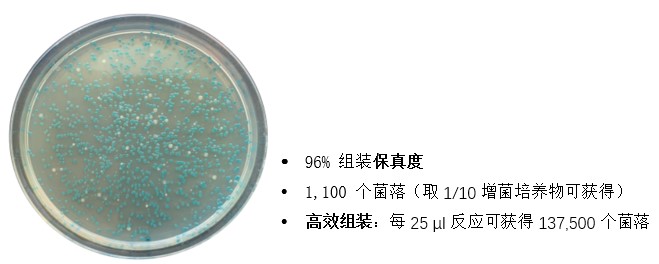 NEB® Golden Gate 组装试剂盒(BsmBI-v2) 货 号 #E1602L