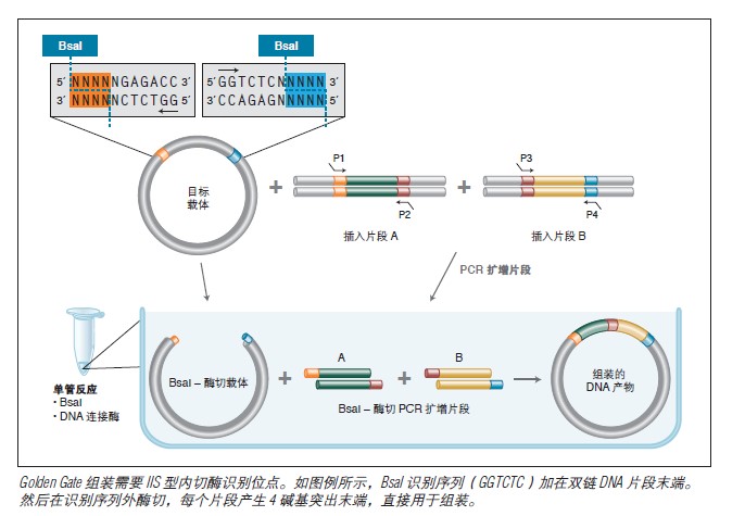 NEB Golden Gate 组装混合液(停产有替代)             货   号                  #E1600S