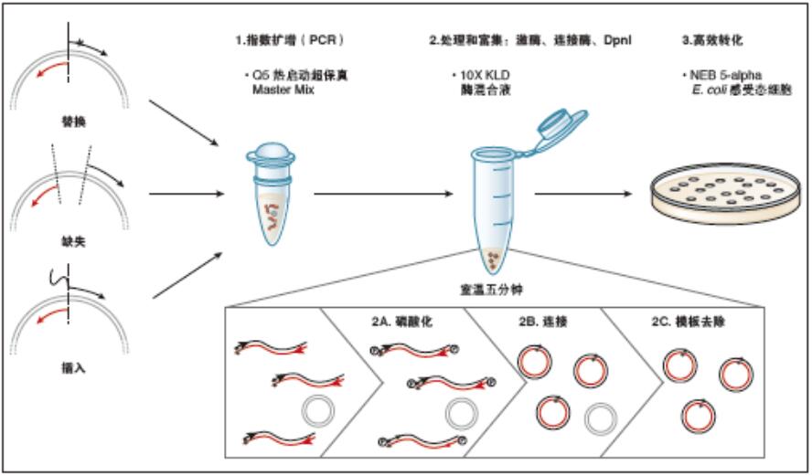 Q5®  定点突变试剂盒（不含感受态细胞）             货   号                  #E0552S