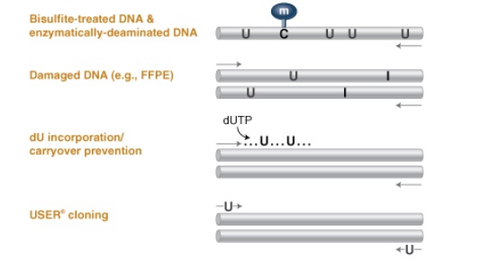 Q5U™ 热启动超保真 DNA 聚合酶            货   号                  #M0515L