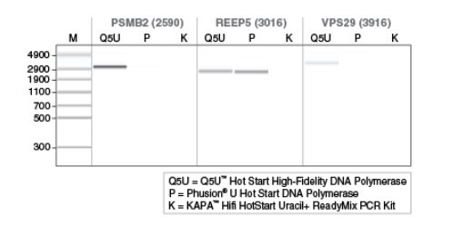 Q5U™ 热启动超保真 DNA 聚合酶            货   号                  #M0515L