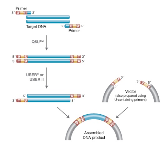 Q5U™ 热启动超保真 DNA 聚合酶            货   号                  #M0515L