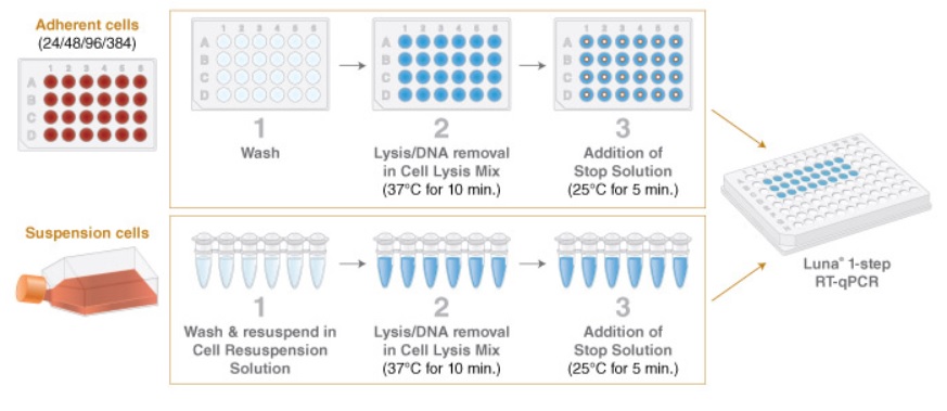 Luna® Cell Ready 探针一步法 RT-qPCR 试剂盒            货   号                  #E3031S