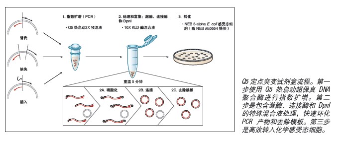 Q5® 定点突变试剂盒             货   号                  #E0554S