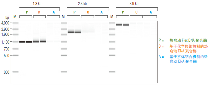 Phusion® 超保真 PCR 试剂盒                 货   号                  #E0553L