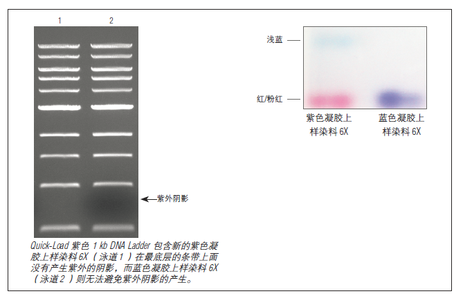 紫色凝胶上样染料 6X            货   号                  #B7024S