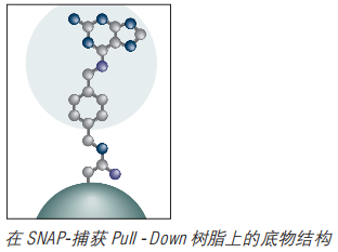 SNAP-捕获 Pull-Down 树脂            货   号                  #S9144S